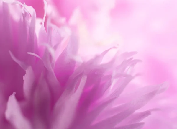 Макроснимок Размытыми Лепестками Красивых Ярко Розовых Цветков Место Копирования Справа — стоковое фото