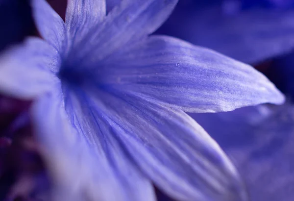 Экстремальный Макроснимок Размытых Лепестков Красивых Фиолетовых Цветов Мягкий Фокус — стоковое фото