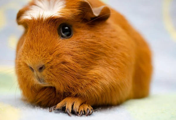 Cute Guinea Pig Bright Background — 스톡 사진