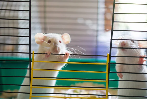 两只可爱的白鼠从笼子里往外看 有选择地盯着其中一只老鼠和它的眼睛 — 图库照片