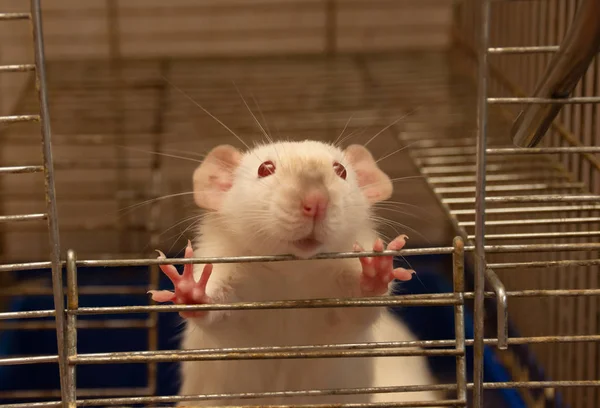 Śmiesznie Ciekawy Biały Szczur Laboratoryjny Wychodzący Klatki Selektywne Skupienie Się — Zdjęcie stockowe