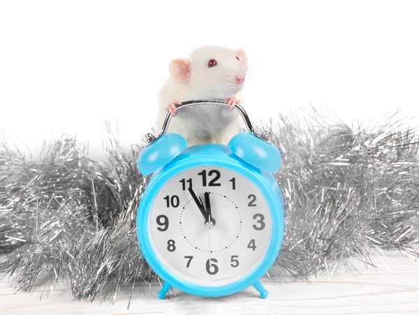 Mignon Rat Blanc Debout Derrière Une Horloge Montrant Presque Minuit — Photo