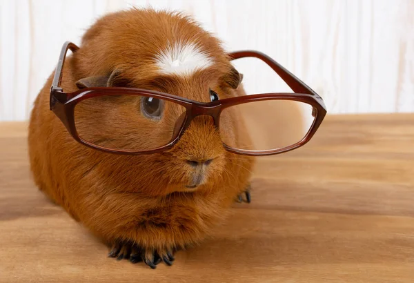 Funny Guinea Pig Wearing Glasses Wooden Background Copy Space Right 로열티 프리 스톡 사진