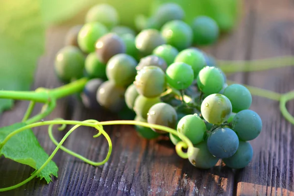 Beautiful bunch of a young grapes lies on a wood blackboard in the sunny morning. Autumn winemaking. — Stock Photo, Image