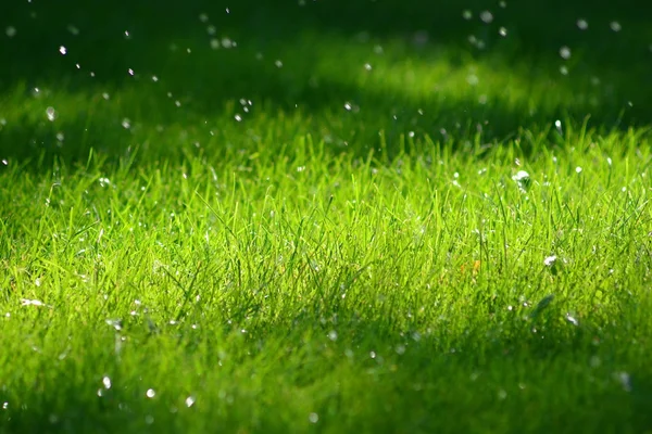 빗 속에서 아름 다운 숲 잔디의 배경. 느낌, 생태, 깨끗 신선 하 고 신선한 공기. — 스톡 사진