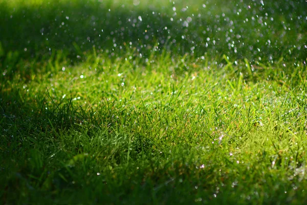 El fondo de una hermosa hierba verde en la lluvia. Sensación de aire fresco, ecológico, limpio y fresco . — Foto de Stock