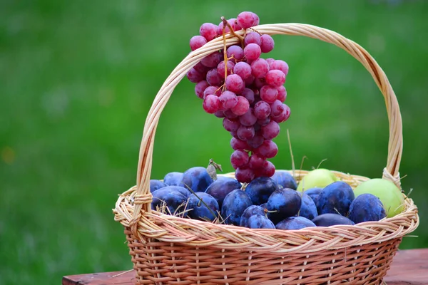 A ripe natural harvest of grapes and plums lies in a basket in the garden — Stock Photo, Image