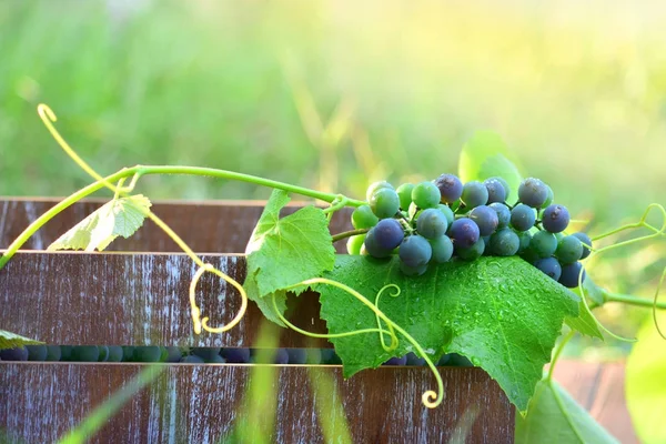 Harvesting of grapes. Grapes in a box. — Stock Photo, Image