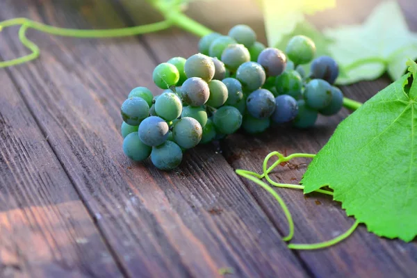 Beautiful bunch of a young grapes lies on a wood blackboard in the sunny morning. Autumn winemaking. — Stock Photo, Image