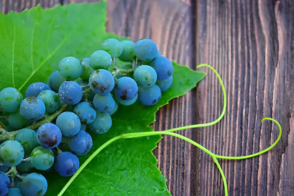 Natural grape for winemaking — Stock Photo, Image