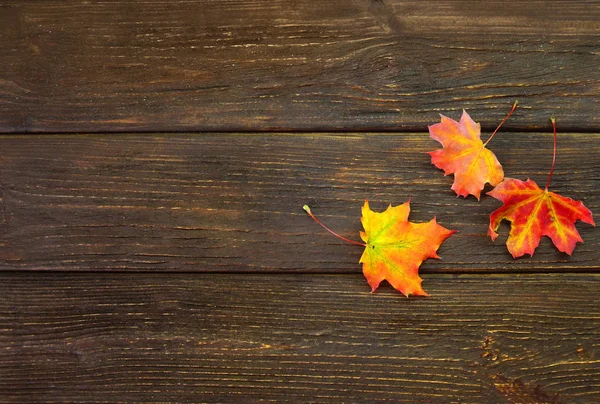 Bovenaanzicht van de drie pittoreske Herfstbladeren, die op een houten achtergrond liggen. Herfst concept. — Stockfoto