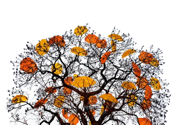 Szép kompozíció egy őszi fa, sok-sok színes napernyők. Őszi koncepció háttér. — Stock Fotó