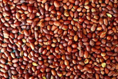 Arka plan doku fıstık hasat.