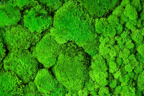 緑の苔テクスチャ テクスチャ — ストック写真