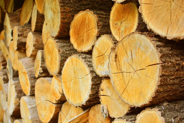 Houtgesneden Achtergrond Eikenboomstammen — Stockfoto