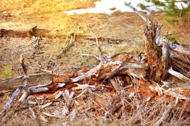Çok eski Kuru çürük bir takas ormanda ağaçta zaman ile. Kuru odun flinders.