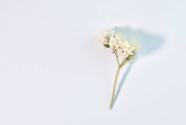 Güzel çiçek beyaz kağıdın üzerinde yatar. Fotokopi alanı ile modelleme. Yaz havası.