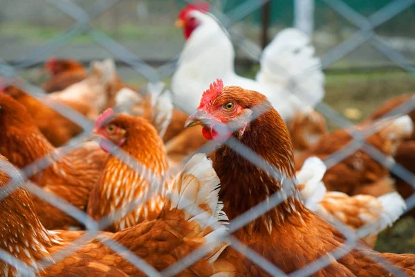 Granja Gallinas Retrato Una Gallina Pollo Marrón Centro Composición Gallo — Foto de Stock