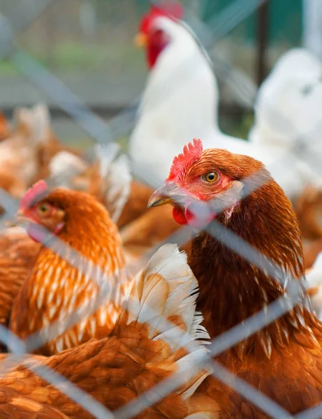 Granja Gallinas Retrato Una Gallina Pollo Marrón Centro Composición Gallo — Foto de Stock