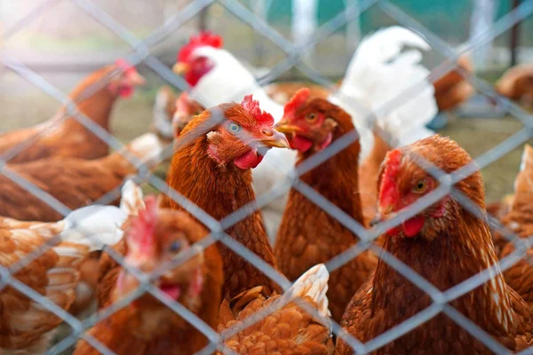 Hens poultry farm. Chickens at free range behind the net.