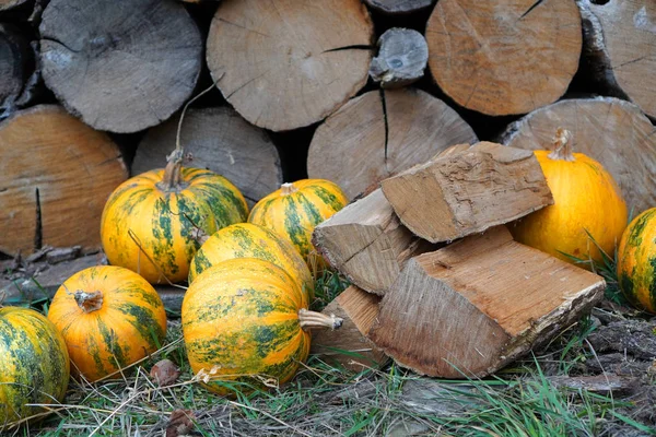 Rural lifestyle living concept with pumpkins and oak wood logs.