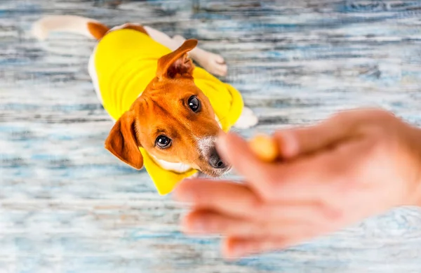 Dog Training Background Jack Russell Dog Delicacy Hand View — Stock Photo, Image