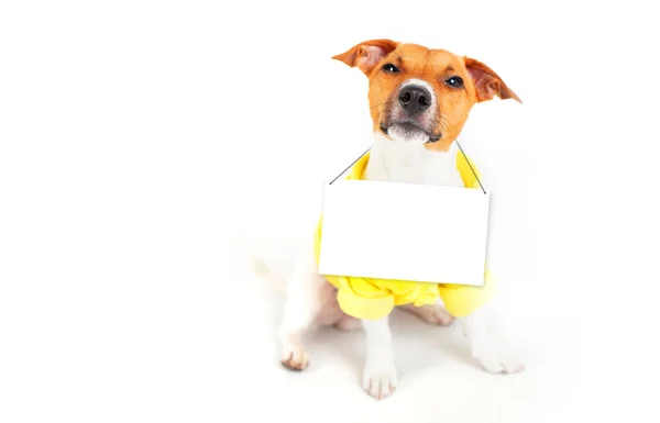 Pies Jack Russell Terrier Podejrzanym Spojrzeniem Trzyma Pusty Znak Szyi — Zdjęcie stockowe