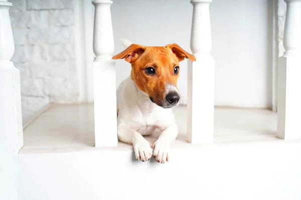 Portrét Krásného Psa Jacka Russella Teriéra Interiéru Domu Tohle Plemeno — Stock fotografie