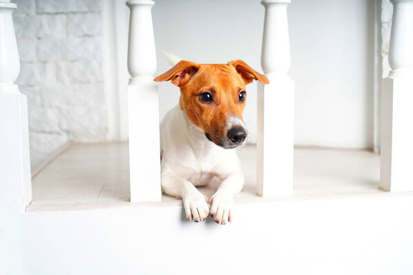 Portrait of a beautiful dog Jack Russell Terrier in home interior. This is hunting dog breed with sweet funny face. 