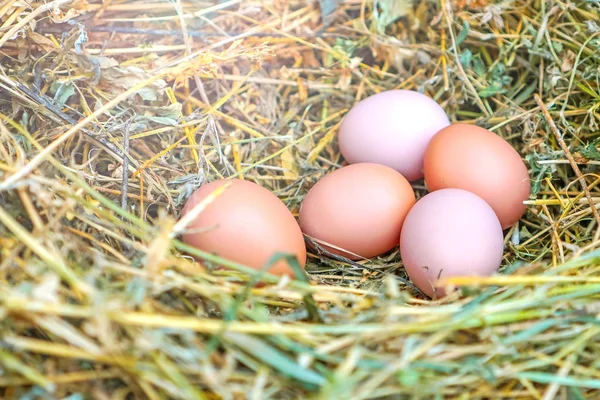 Nido Con Uova Uova Pollo Nel Nido — Foto Stock