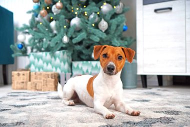 Jack Russell Terrier köpeği Noel 'de evde yerde yatıyor.