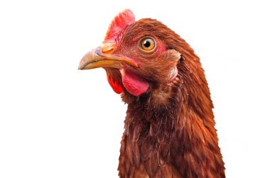 Tavuk kafalı beyaz. Kadın portresi..