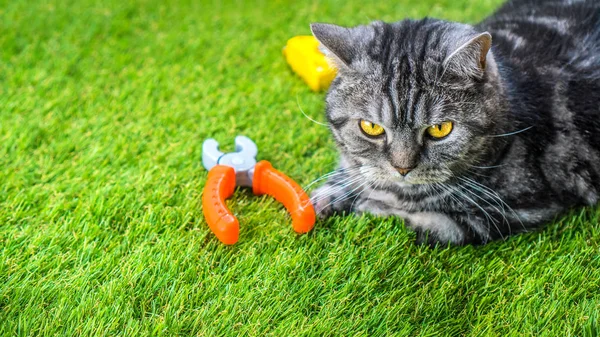 Yapay çimen arka planı, kopyalama alanı. Yeşil yapay çimenlikte kedi ve bebek oyuncakları var.. 