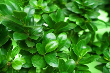 Bonsai tree foliage close up backgroun