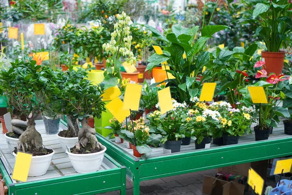 Potted plants shop. Shelves with many flowers.