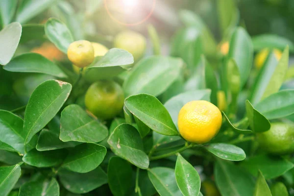 Citrontræ Gren Med Frugter Tæt - Stock-foto