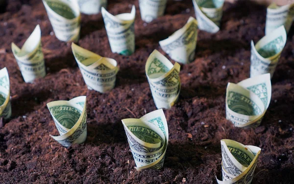 Concepto Cultivo Financiero Con Dólares Creciendo Desde Suelo — Foto de Stock