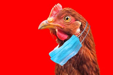 Bird flu H5N1 in China concept with chicken portrait and medical protective mask. clipart