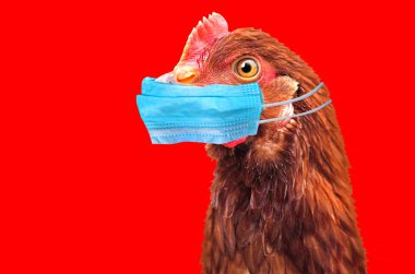 Bird flu H5N1 in China concept with chicken portrait and medical protective mask. clipart