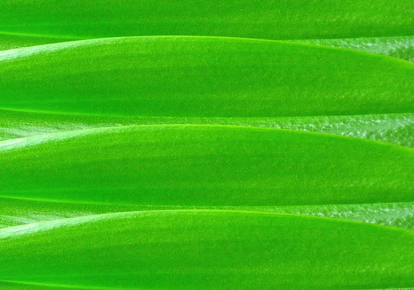 Gröna Blad Bakgrund Konsistens — Stockfoto