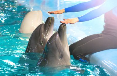 Dolphinarium. Komik yunus eğitimleri. Antrenör ellerini bir yunusun burnuna koyar..