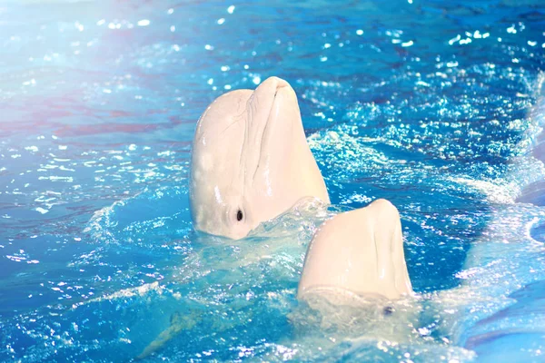 Delfinario Divertido Retrato Ballena Beluga Del Agua — Foto de Stock