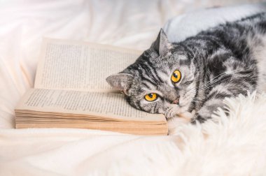 Kitabın üzerinde yatan güzel İngiliz kedisi. Kitaptaki metin tanınabilir değil.