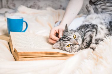 Kitabın üzerinde İngiliz kedisinin yattığı rahat bir ev atmosferi. Hafta sonu kitap ve çayla ev kavramı. Kitaptaki metin tanınabilir değil.