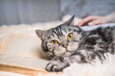 Kitabın üzerinde yatan güzel İngiliz kedisi. Kitaptaki metin tanınabilir değil.