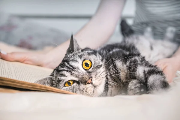 Zabawny Brytyjski Kot Dużymi Wystraszonymi Oczami — Zdjęcie stockowe