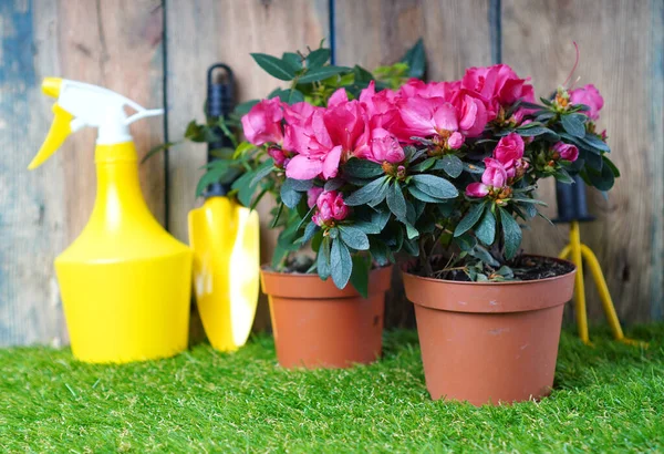 Azalea Flor Olla Con Pequeñas Herramientas Jardín Hierba Verde —  Fotos de Stock