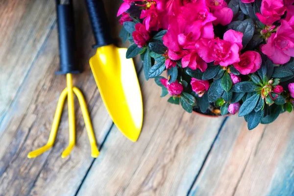 꽃봉오리와 정원은 작업을 꼭대기에 도구와 레이아 — 스톡 사진