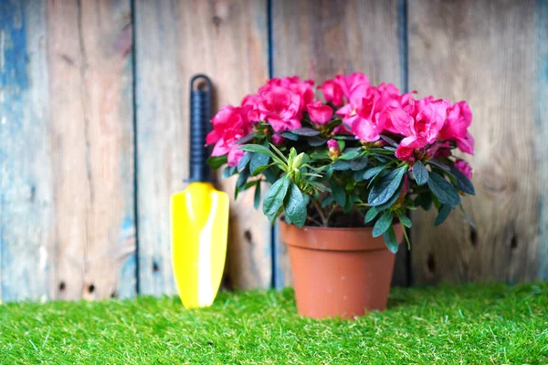 Little garden shovel and blossom azalea flower on the green grass. Flower potting and spring garden works.