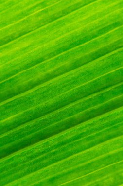 Yeşil yaprak dokusu arka plan makro fotoğrafçılık. Dikey yönelim